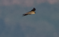 Ptyonoprogne fuligula