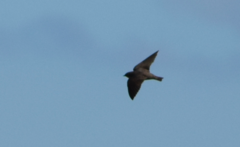 Ptyonoprogne fuligula