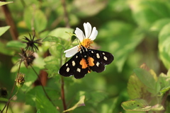 Mimeusemia vilemani
