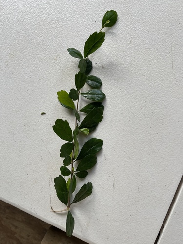 Ehretia microphylla observed 2021-03-02