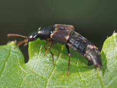 Raphirus