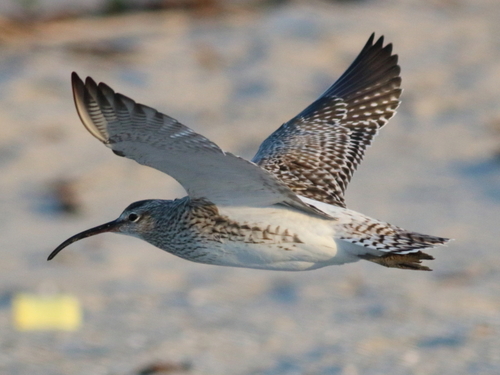 Eurasian Whimbrel