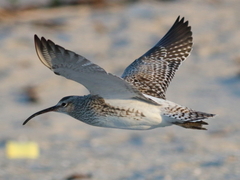 Whimbrel photo 5