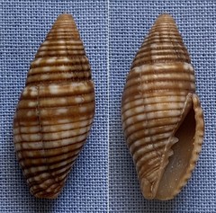 Pseudonebularia proscissa