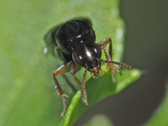 Raphirus