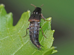 Raphirus