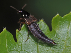Raphirus