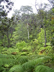 Cibotium glaucum