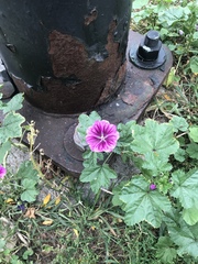 Malva sylvestris