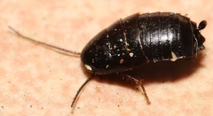 Loboptera