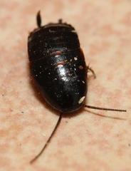 Loboptera