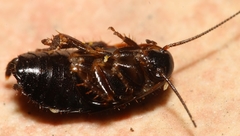 Loboptera