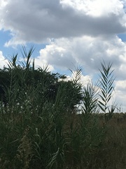 Arundo donax