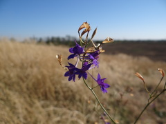 Delphinium consolida paniculatum