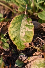 Phytomyza primulae