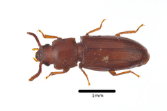 Palorus depressus