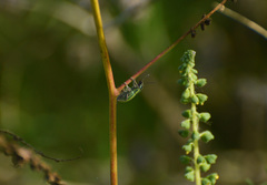 Pantomorus viridisquamosus