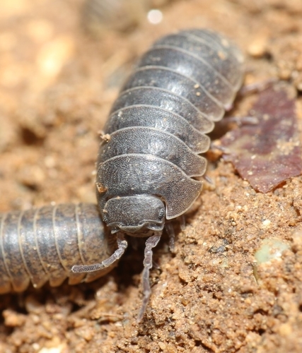 Arcangeli's Pill Woodlouse, photo 10 of 10
