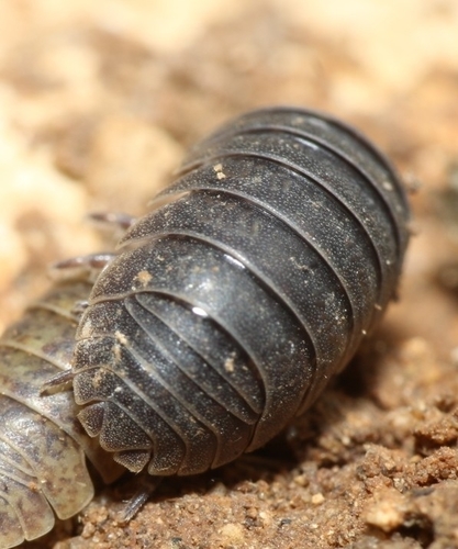 Arcangeli's Pill Woodlouse, photo 8 of 10