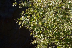 Ceanothus oliganthus sorediatus