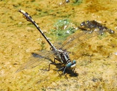 Phanogomphus sandrius