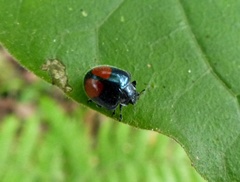 Epilachna sellata