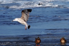 Larus argentatus
