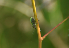 Pantomorus viridisquamosus