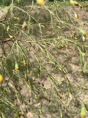Schkuhria pinnata