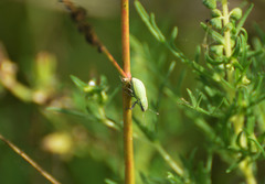 Pantomorus viridisquamosus