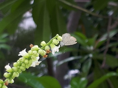 Zizula hylax pygmaea
