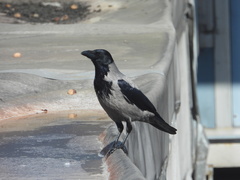 Corvus cornix