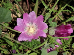 Alcea acaulis