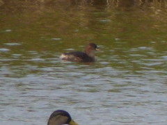 Tachybaptus ruficollis