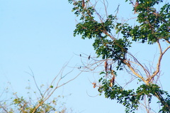 Cynanthus doubledayi