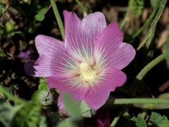 Alcea acaulis