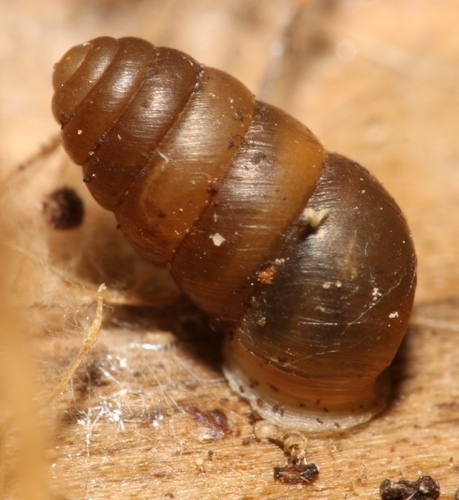 Common Chrysalis-Snail