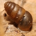 Common Chrysalis-Snail - Photo (c) Jérémie Février, some rights reserved (CC BY-NC)