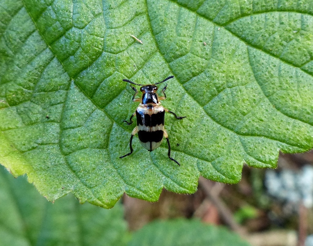 Mastostethus argentinensis