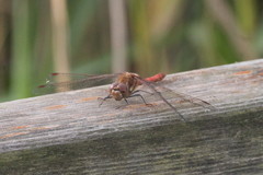 Sympetrum striolatum
