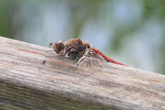 Sympetrum striolatum