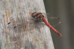 Sympetrum striolatum