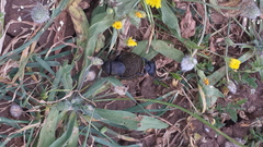 Gymnopleurus geoffroyi