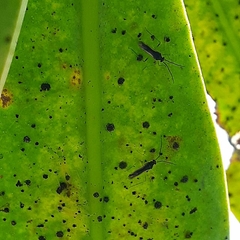 Heliothrips haemorrhoidalis