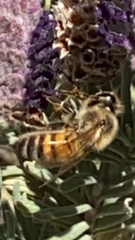 Apis mellifera