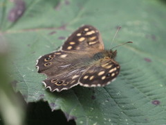 Pararge aegeria
