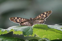 Pararge aegeria