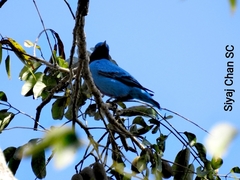 Cotinga amabilis