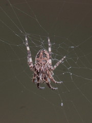 Larinioides sclopetarius