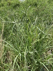 Cyperus sexangularis